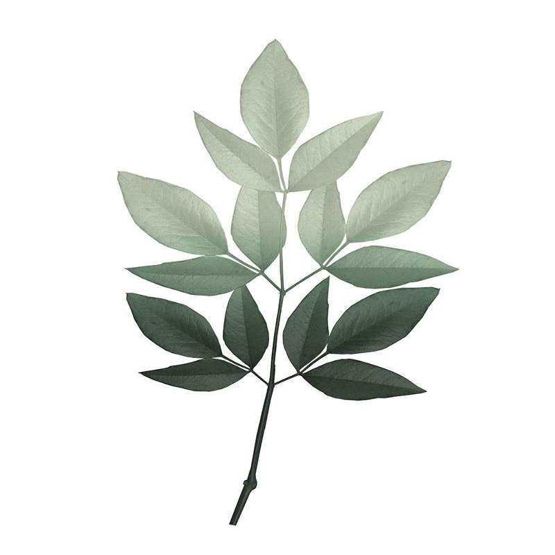 Posterazzi PDXKARC1390BLARGE Botanical Greens 2 Photo Print, 24 x 36, Multi