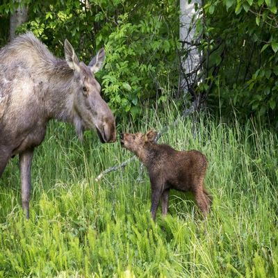 Posterazzi DPI12317312LARGE Cow Moose and Her Calf Touch Noses, Anchorage, Southcentral Alaska, USA Photo Print, 38 x 24, Multi