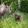Posterazzi DPI12317312LARGE Cow Moose and Her Calf Touch Noses, Anchorage, Southcentral Alaska, USA Photo Print, 38 x 24, Multi view 1