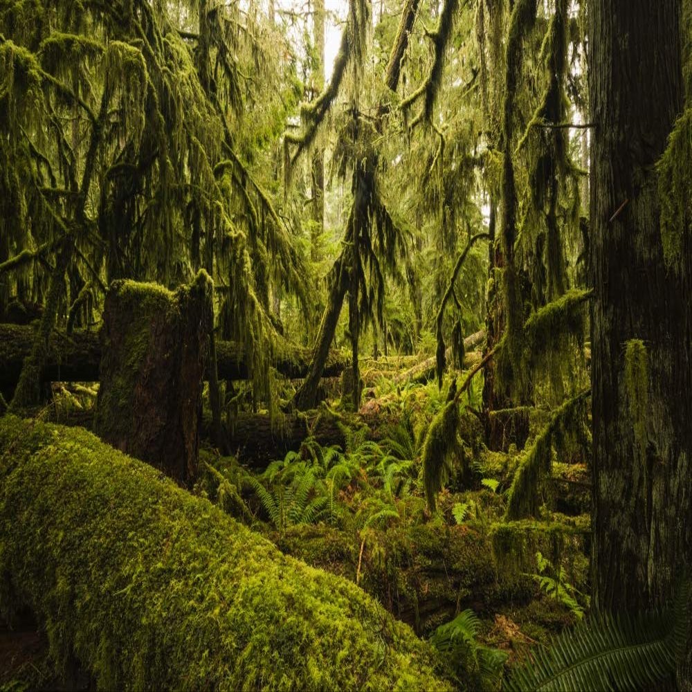 Posterazzi DPI12326891LARGE The Lush Rainforest of Cathedral Grove, MacMillan Provincial Park, Vancouver Island British Columbia, Canada Photo Print, 38 x 24, Multi