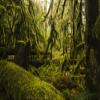 Posterazzi DPI12326891LARGE The Lush Rainforest of Cathedral Grove, MacMillan Provincial Park, Vancouver Island British Columbia, Canada Photo Print, 38 x 24, Multi view 1