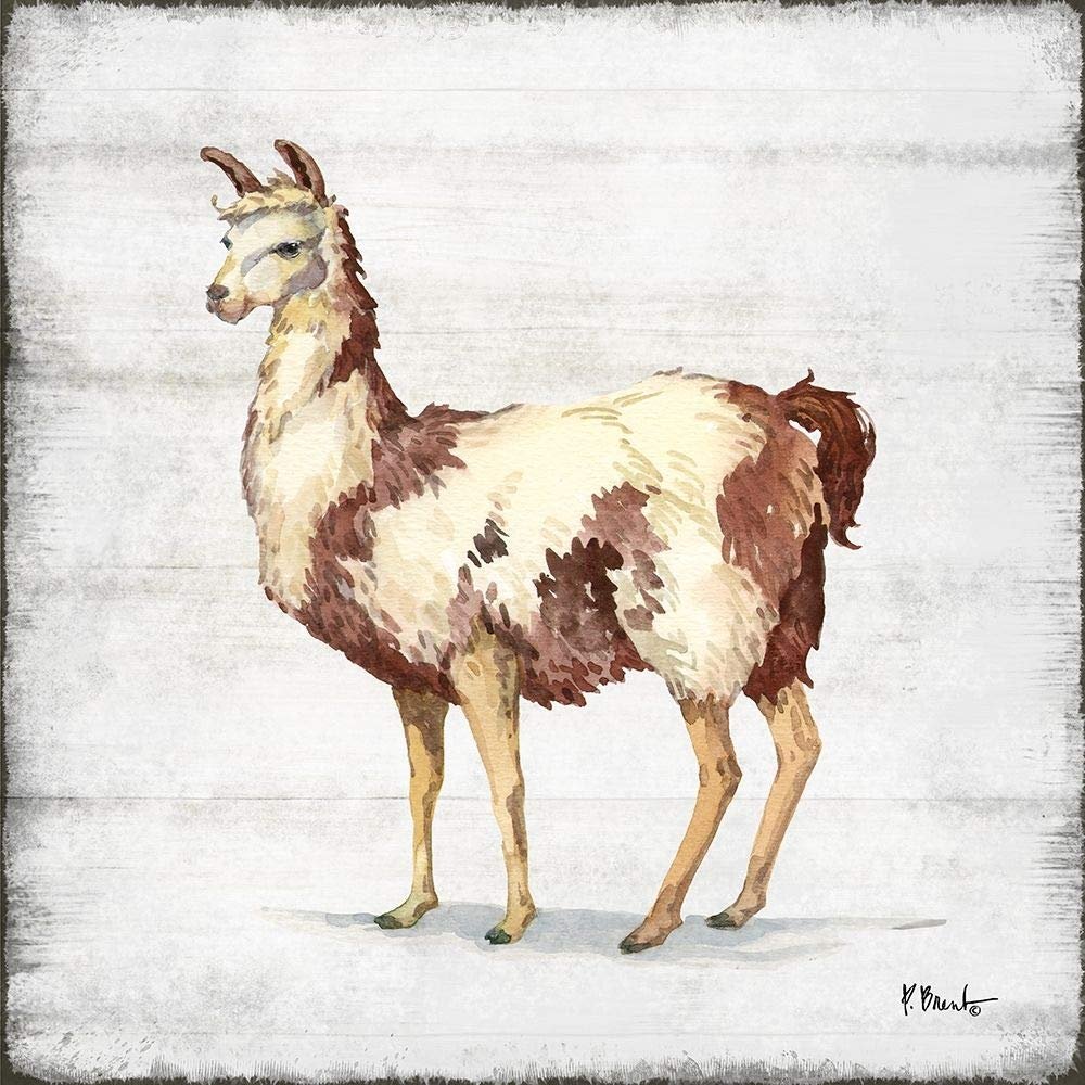 Posterazzi PDXBNT1462LARGE Farmhouse Llama II Photo Print, 24 x 24, Multi