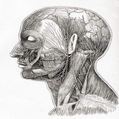 Posterazzi DPI12323882LARGE Diagram Showing The Superficial Nerves of The Human Head and Neck. from Meyers Lexicon, Published 1924 Photo Print, 24 x 32, Multi
