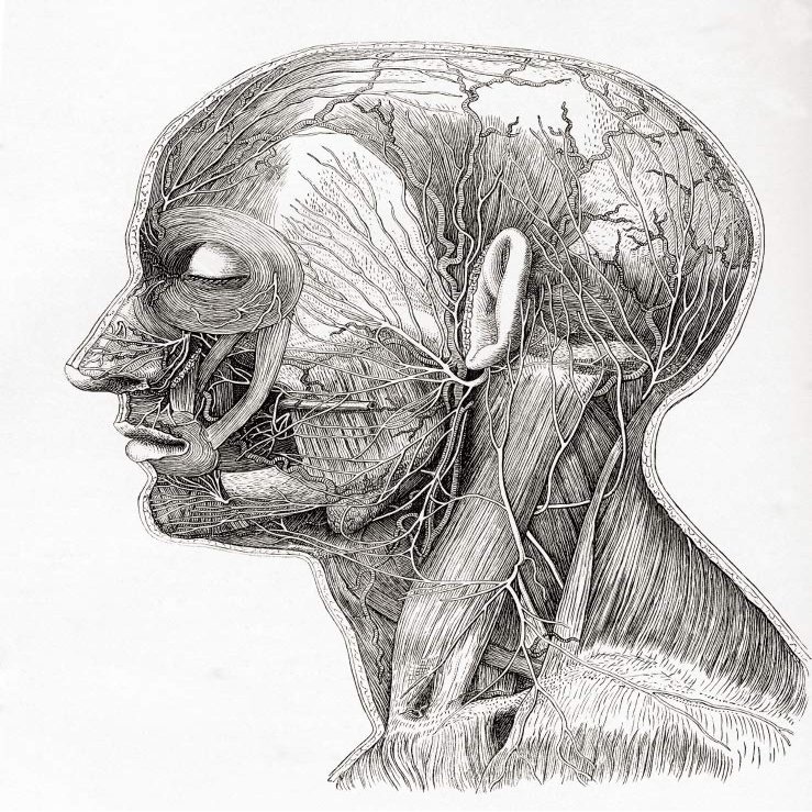 Posterazzi DPI12323882LARGE Diagram Showing The Superficial Nerves of The Human Head and Neck. from Meyers Lexicon, Published 1924 Photo Print, 24 x 32, Multi