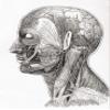 Posterazzi DPI12323882LARGE Diagram Showing The Superficial Nerves of The Human Head and Neck. from Meyers Lexicon, Published 1924 Photo Print, 24 x 32, Multi view 1