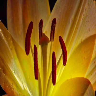 Posterazzi DPI12329300LARGE Backlit Lily (Liliaceae) in Studio New York, United States of America Photo Print, 36 x 24, Multi