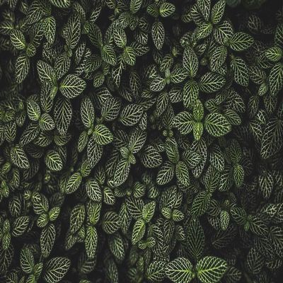 Posterazzi DPI12451503LARGE A Plant with Leaves Marked with a Pattern of White Veins Vancouver, British Columbia, Canada Photo Print, 38 x 24, Multi