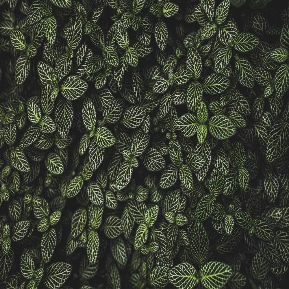 Posterazzi DPI12451503LARGE A Plant with Leaves Marked with a Pattern of White Veins Vancouver, British Columbia, Canada Photo Print, 38 x 24, Multi