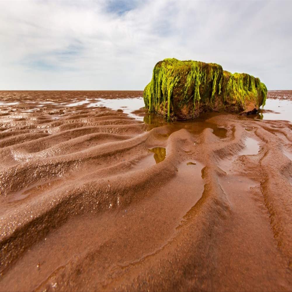 Posterazzi DPI12514596LARGE Bright Green Moss Hanging from a Large Rock on The Wet, red Sand on Shore Prince Edward Island, Canada Photo Print, 38 x 24, Multi