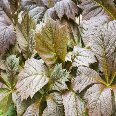 Posterazzi DPI12520939LARGE Bronzed Rodgersia Leaves at Their Best England Framed Print, 38 x 24, Multi