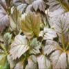 Posterazzi DPI12520939LARGE Bronzed Rodgersia Leaves at Their Best England Framed Print, 38 x 24, Multi view 1