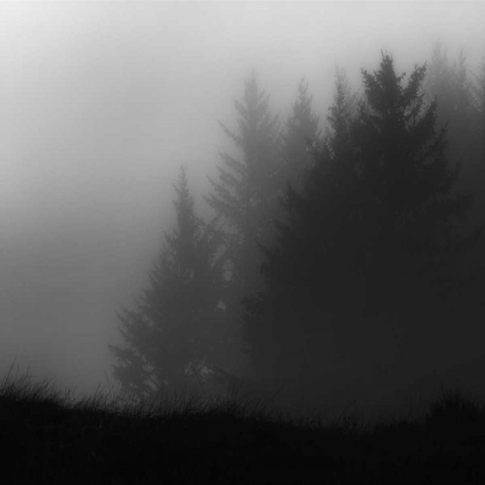 Posterazzi PDXRPRC116LARGE Trees in Fog Photo Print, 36 x 24, Multi