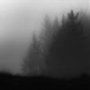 Posterazzi PDXRPRC116LARGE Trees in Fog Photo Print, 36 x 24, Multi view 1