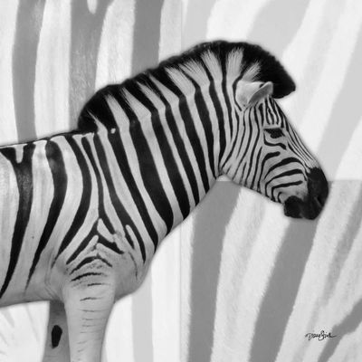 Posterazzi PDXDSSQ5001BLARGE IntoThe Wild 4 Photo Print, 24 x 24, Multi