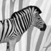 Posterazzi PDXDSSQ5001BLARGE IntoThe Wild 4 Photo Print, 24 x 24, Multi view 1