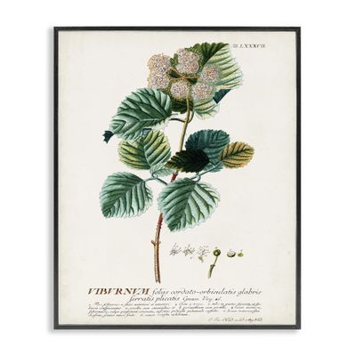 Stupell Industries 'Scientific Botanical Plant Seeds', Framed Giclee Art, Black, 16 x 20 Inches, Easy to Hang and Sturdy, Made in USA, by Unknown Artist