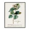 Stupell Industries 'Scientific Botanical Plant Seeds', Framed Giclee Art, Black, 16 x 20 Inches, Easy to Hang and Sturdy, Made in USA, by Unknown Artist view 1