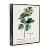 Stupell Industries 'Scientific Botanical Plant Seeds', Framed Giclee Art, Black, 16 x 20 Inches, Easy to Hang and Sturdy, Made in USA, by Unknown Artist view 2