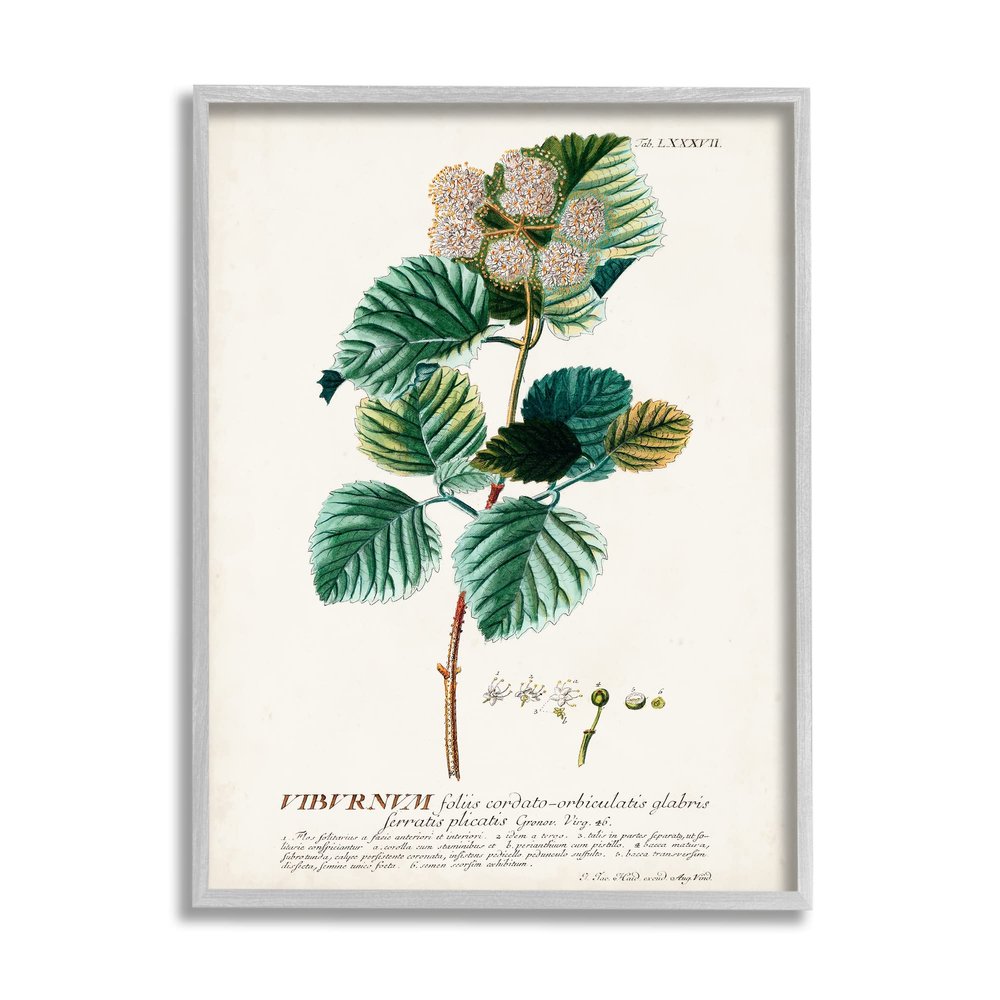 Scientific Botanical Seed Study, 11 x 14 Inch Framed Gicle Print