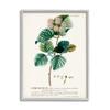 Scientific Botanical Seed Study, 11 x 14 Inch Framed Gicle Print view 1