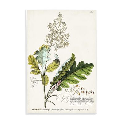 Stupell Industries 'Vintage Botanical Plant Illustration', Wall Plaque Art, 10 x 15 Inches, Easy to Hang and Sturdy, Made in USA, by Unknown Artist