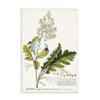 Stupell Industries 'Vintage Botanical Plant Illustration', Wall Plaque Art, 10 x 15 Inches, Easy to Hang and Sturdy, Made in USA, by Unknown Artist view 1