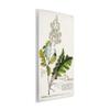 Stupell Industries 'Vintage Botanical Plant Illustration', Wall Plaque Art, 10 x 15 Inches, Easy to Hang and Sturdy, Made in USA, by Unknown Artist view 2