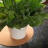 Boao 2 Pcs 12 Inch Large Cork Plant Coaster Round Cork Mat for Plant view 4