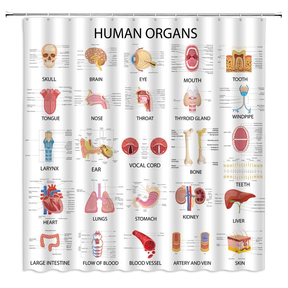Human Organs Shower Curtain Anatomy Organ Body Complete Chart Structures Life Medical Science Skull Eyes Nose White Fabric Bath Curtains Bathroom Accessories Polyester with Plastic Hooks 70x70 Inch