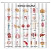Human Organs Shower Curtain Anatomy Organ Body Complete Chart Structures Life Medical Science Skull Eyes Nose White Fabric Bath Curtains Bathroom Accessories Polyester with Plastic Hooks 70x70 Inch view 1
