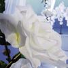 Anderson's Jumbo White Rose - 65 inches view 2