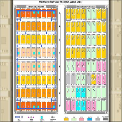 History Galore 24"x36" Gallery Poster, Common Periodic Table of Codons & Amino Acids proteomic code