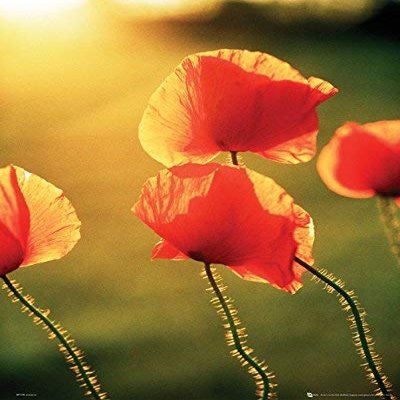 Poppies in the Sun Laminated Poster (16.5 x 20.5)