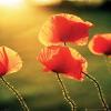Poppies in the Sun Laminated Poster (16.5 x 20.5) view 1