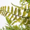 26 in. Fern Wreath view 3