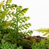 26 in. Fern Wreath view 4