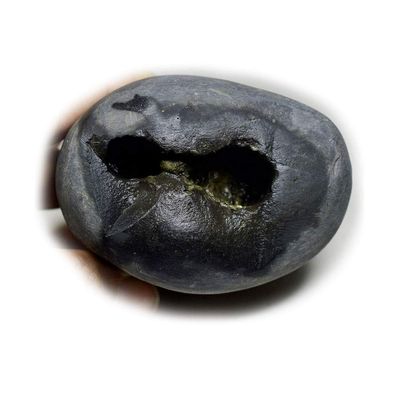 55Carat Original Damodar Shaligram Lord Vishnu Shila Origin From Gandaki River Nepal For Fossil Stone