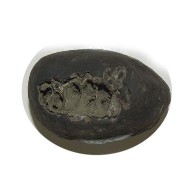 55Carat Original Maha Shakti Shaligram Shila Origin From Gandaki River Nepal For Lord Vishnu Stone