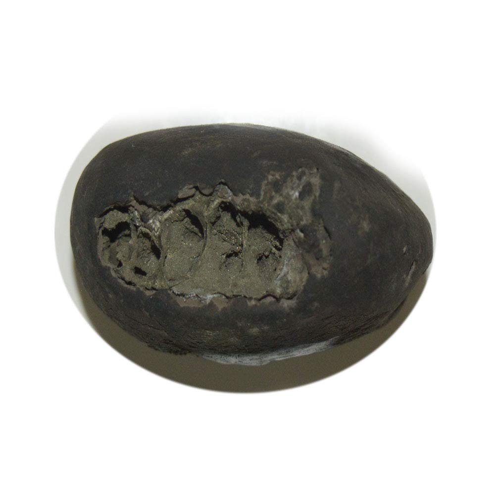 55Carat Original Maha Shakti Shaligram Shila Origin From Gandaki River Nepal For Lord Vishnu Stone