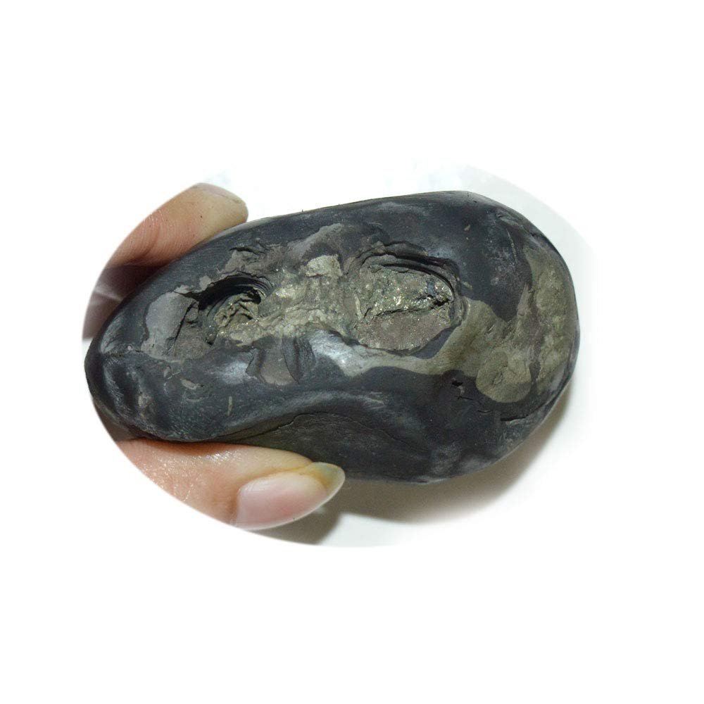 55Carat Original damodhar Shaligram Shila Origin From Gandaki River Nepal Idol Lord Vishnu For Worship