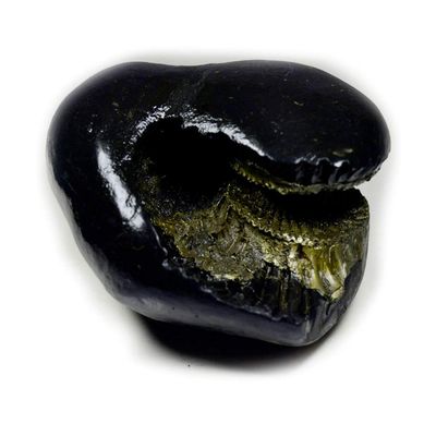 55Carat Original Laxmi Shaligram From Gandaki River in Nepal Idol Lord Vishnu,Fossil Stone For Worship