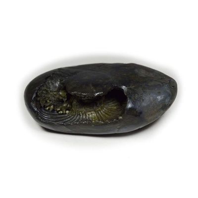 55Carat Original Narasimha Shaligram From Gandaki River Nepal Idol Lord Vishnu,Fossil Stone For Worship