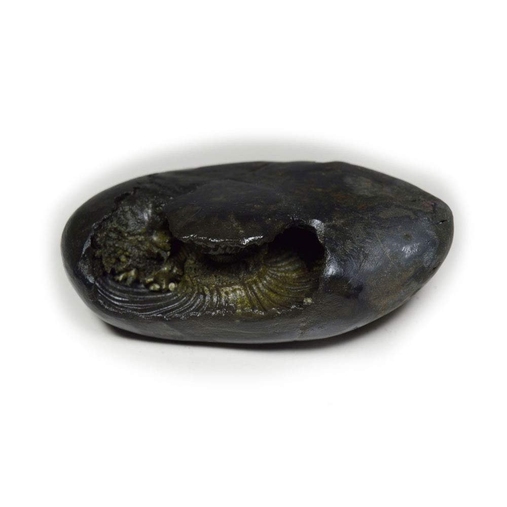 55Carat Original Narasimha Shaligram From Gandaki River Nepal Idol Lord Vishnu,Fossil Stone For Worship