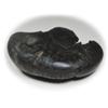 55Carat Original Narasimha Shaligram From Gandaki River Nepal Idol Lord Vishnu,Fossil Stone For Worship view 3