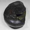 55Carat Original Narasimha Shaligram From Gandaki River Nepal Idol Lord Vishnu,Fossil Stone For Worship view 4