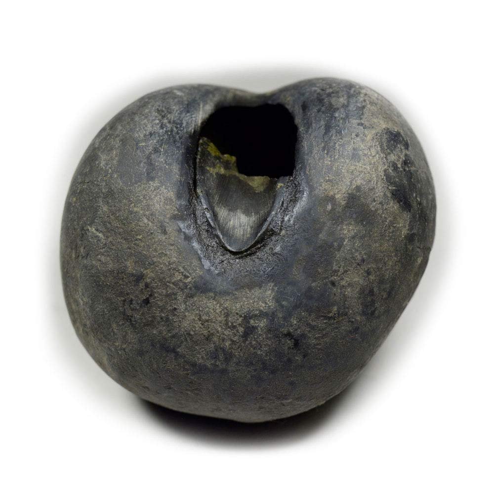 55Carat Original Santan Gopal Shaligram From Gandaki River in Nepal Lord Vishnu,Fossil Stone For Worship