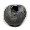 55Carat Original Santan Gopal Shaligram From Gandaki River in Nepal Lord Vishnu,Fossil Stone For Worship view 1