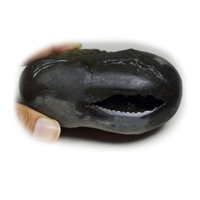 55Carat Original Damodar Shaligram Shila Origin From Gandaki River Nepal Idol Lord Vishnu For Worship