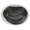 55Carat Original Damodar Shaligram Shila Origin From Gandaki River Nepal Idol Lord Vishnu For Worship view 3