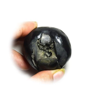 55Carat Original Laxmi narayan Shaligram Shila From Gandaki River in Nepal Lord Vishnu Idol Fossil Stone